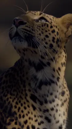 🐆🔥