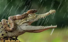 دریک هوای بارانی افعی بر پشت بچه تمساح نشسته . . . اندونز