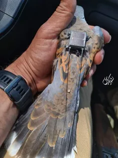 🔴 پرنده جاسوس در لبنان به دام افتاد
