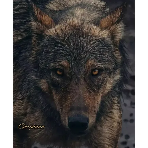 گرگ