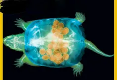 تصویر یک لاک پشت ماده همراه با ۳۰ تخمش که توسط اشعه ایکس 