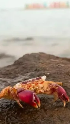 #غمنامه‌ای‌برای‌طُ...