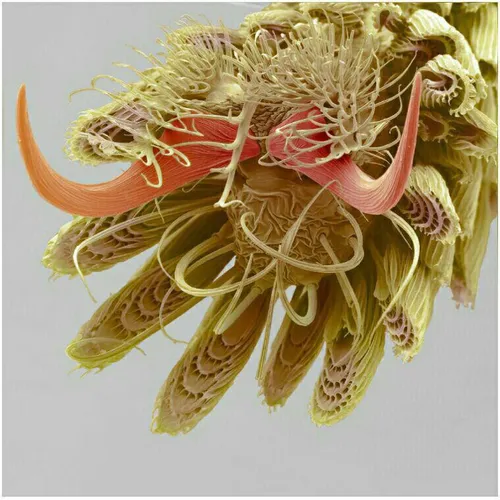 بزرگنمایی 800 برابر سطح زیرین پای یک پشه در زیر میکروسکوپ