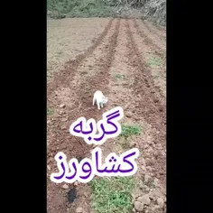 گشاورز  گربه