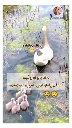 ته تغاریا اعلام حضور کنن😁