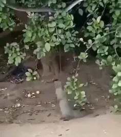 یک مانگوس یک مار سنگین را از درخت بیرون می آورد.