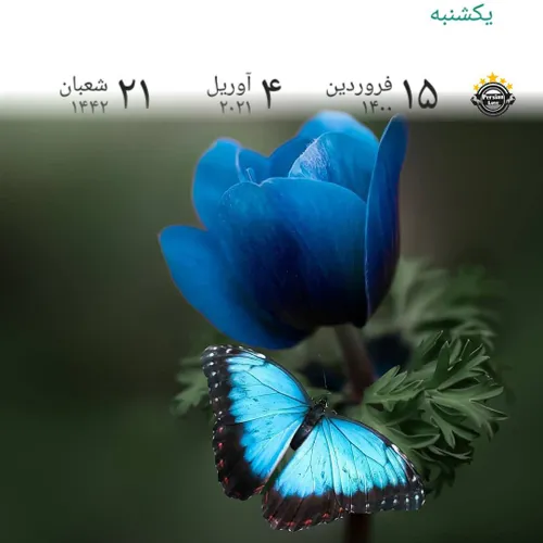 صبح که می شود؛