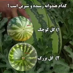 کدام هندوانه رسیده و بهتر است