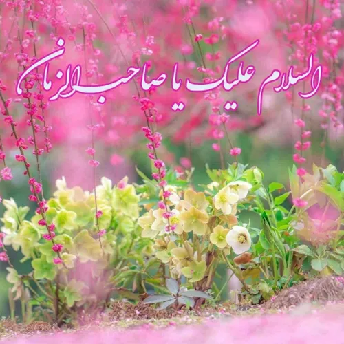 به سلیمان زمان از طرف مور سلام،💓💓