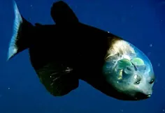 ماهى سر شيشه اى تازه در اعماق اقيانوس کشف شده …