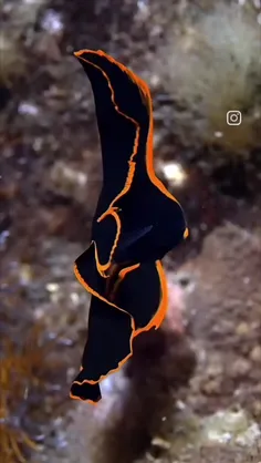 خفاش ماهی تاریک باله‌بلند (Dusky Batfish) زیبا را در نور 