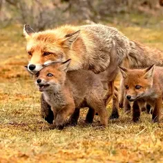 هوای روباه ها را داشته باشید