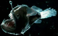 این ماهی ترسناک و عجیب در سال 2015 کشف شد و بر رو آن نام 