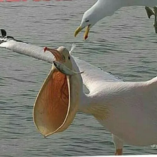 آلباتروس که یک نوع مرغ دریایی است که بلندترین بالها را دا