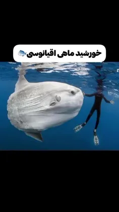 ❌حیوانات دریایی غول پیکر❌