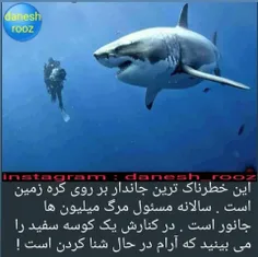 حیوانات 98shitoon 27285479