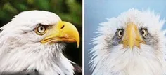 سوال چرا همیشه عکس عقاب امریکایی از نمیرخه ؟