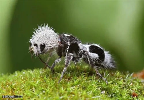 یک نوع مورچه ی کمیاب که تنها در جنگل های آفریقا یافت میشو