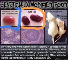 آزمایشگاه مربوط به آکادمی ملی علوم روسیه ، دو رده موش که 