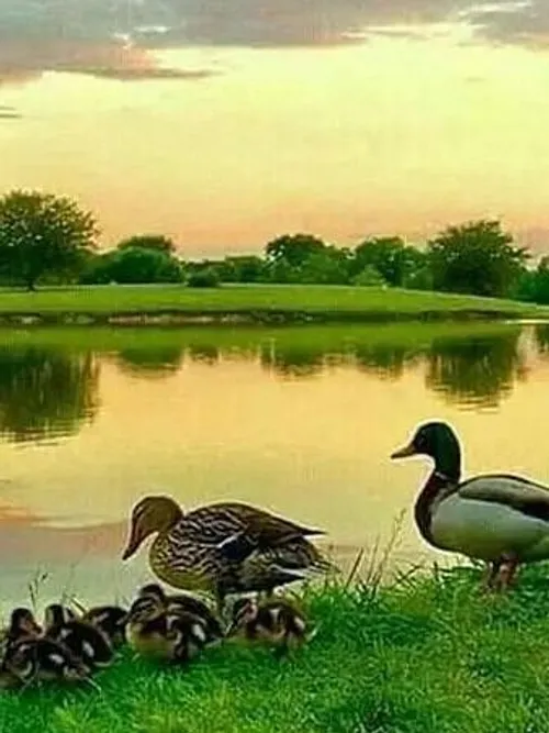 حیوانات پرنده زیبا تصویر پس زمینه ، اردک ،
