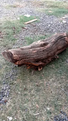 چ چوبی پیدا کردیم واسه زغال🤭