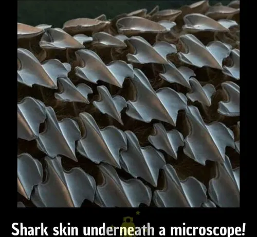 خلاقیت خالق حیوانات پوست کوسه زیر میکروسکوپ