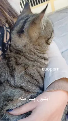 cuopern 71108462