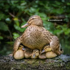 mother's love❤