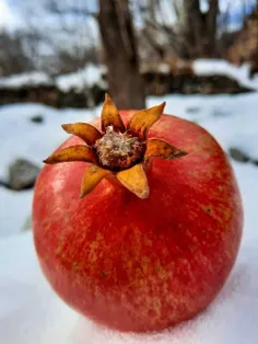 دوری...!! 🌹👌


