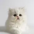 cutecatmilk