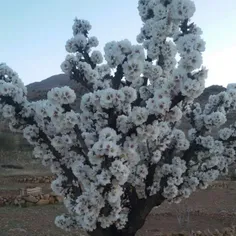شکوفه درخت بادام استهبان