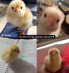 داستان تلخ 🖤🙂🐣🦃