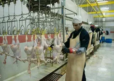 چرا «اوفک» تحریم صنعت مرغ را ۲ ماهه لغو کرد؟