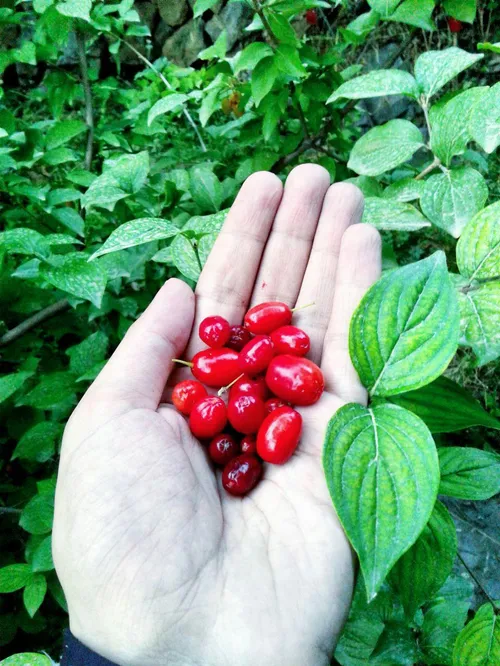 آیا می دانید مصرف زغال اخته باعث کاهش چربی شکمی وکاهش کلس