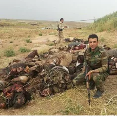 کشته شدن آخرین قلاده از سگهای داعشی بدست پیشمرگه های کورد