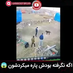 اگه نگرفته بودش پاره میکردشون 😱😱