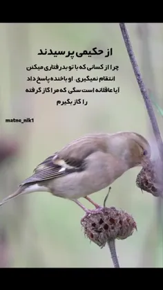 از حکیمی پرسیدند: