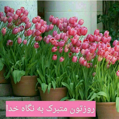 🌼سلام صبحتون بخیر