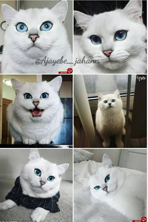 کوبی 'coby' نام گربه ای است که زیباترین چشم های جهان را د