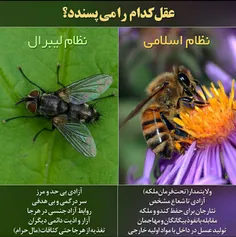 نظام اسلامی یا نظام لیبرال