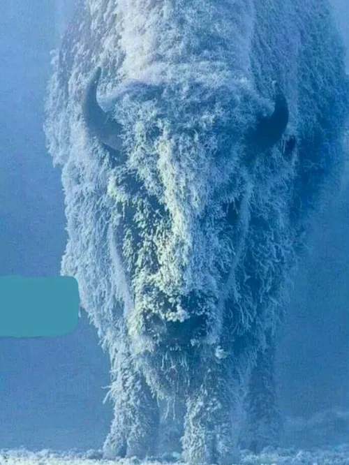 تصویر باشکوه از گاومیش آمریکایی در برف