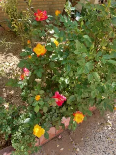 گلهای حیاط خونه م .. 😊😊