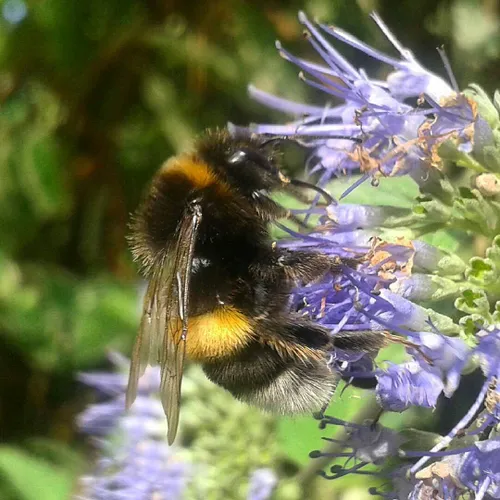 طبیعت زیبا ، زنبورعسل