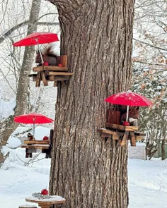 روز برفی واسه سنجابها از این میزهای کوچیک با چترها ساختن بیان بشینن غذا بخورن🐿😍👌💫