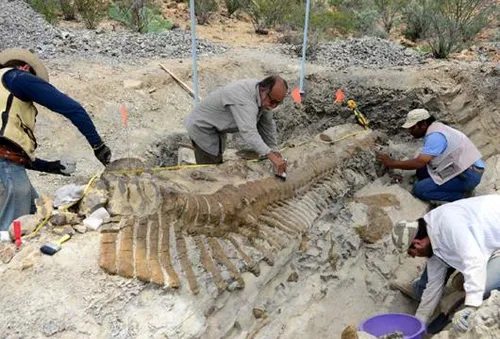 کشف فسیل یک دایناسور در مکزیک