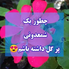 🌻شمعدونی فصل بهار و تابستون زمان گلدهیشه و اگه بدونین چطو