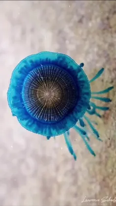 پورپیتا پورپیتا، یا دکمه آبی، موجودی دریایی است که از کلو
