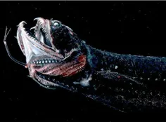 عجیب ترین ماهی کشف شده Dragonfish است که شباهت شگفت انگیز