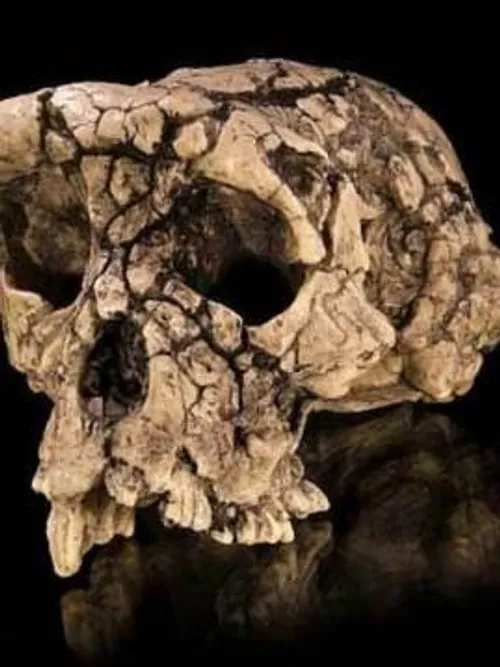 اسکلت ۷ میلیون ساله ای که در صحرای جوراب در چاد پیدا شده،
