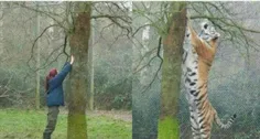 دو تصویر از مقایسه قد انسان با ببر سیبری (بزرگترین گربه س